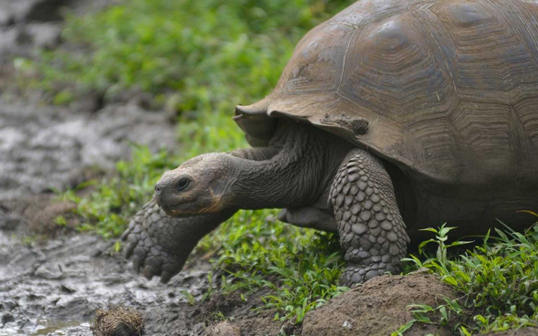 Turtles in Galapagos Station