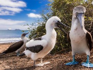 Birdwatching, and beautiful biodiversity in Galapagos.