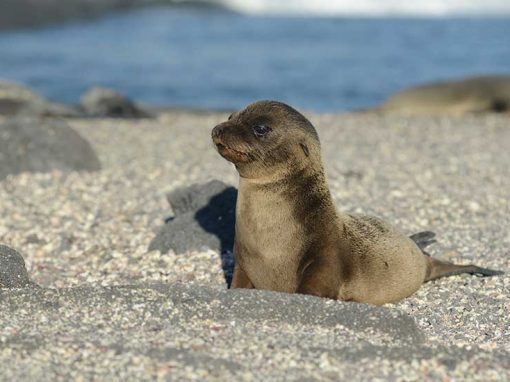 galapagos sea lion baby