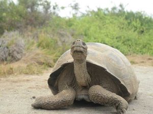 galapagos ancient turtle