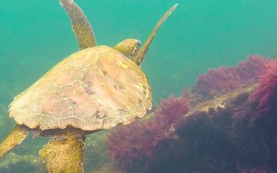 Discovering the evolutions in Galapagos Islands.